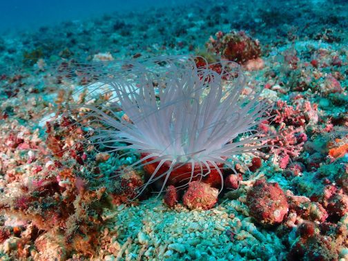 Discover Scuba Diving in Boracay - Image 5