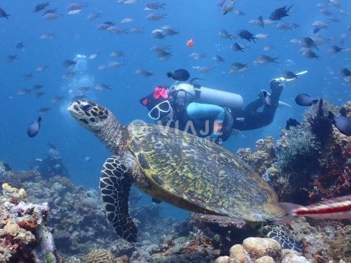 Discover Scuba Diving in Boracay - Image 6