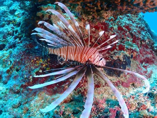 Discover Scuba Diving in Boracay - Image 7