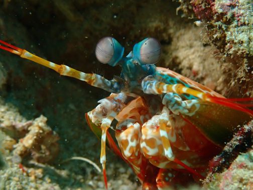 Discover Scuba Diving in Boracay - Image 8
